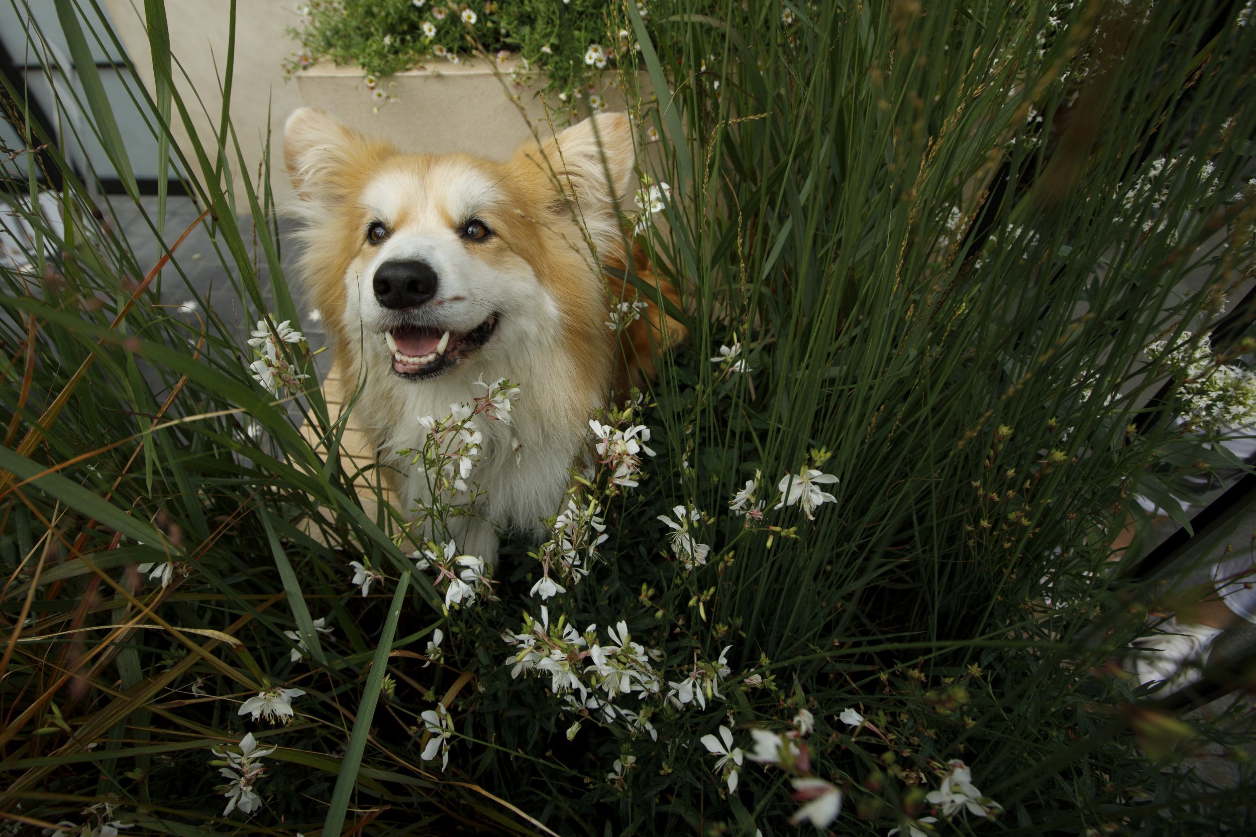  RHS Chelsea Flower Show Sent A Picture of a Corgi in the press package