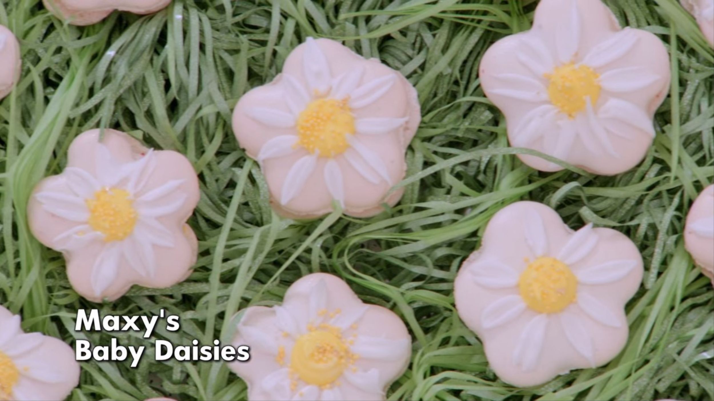 Maxys "Baby Daisies" Signature for Biscuit Week