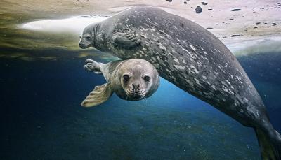 Picture shows: A Weddell seal pup, just a few weeks old, taking a swim with its mother beneath the sea-ice platform on which it was born