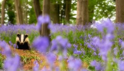 A still of a badger from 'Wild Isles' Episode 1