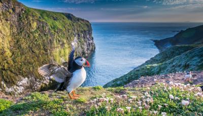 A still from 'Wild Isles' puffin-centric first episode
