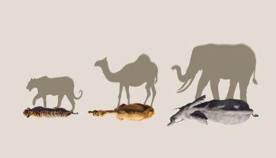 Tigers and Camels and Elephant Shadows oh my in the 'Mammals' key art