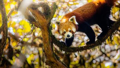 A red panda in a tree from David Attenborough's 'Asia'