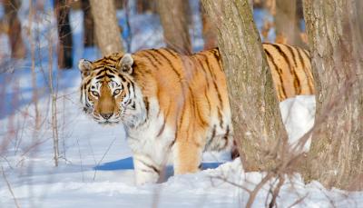A tiger in BBC America's "Asia"