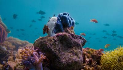 A Sea Bunny eating a blue sponge to assimilate its poison in 'Asia'