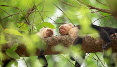 Chimps napping in 'The Secret Lives Of Animals' Season 1