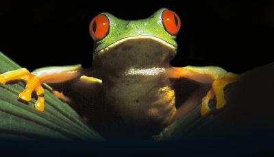 The infamous frog key art from 1979's 'Life on Earth'