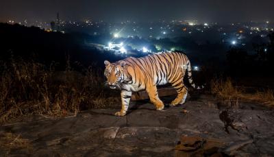 Picture shows: A tiger on the outskirts of a city