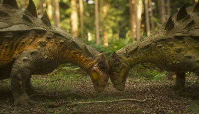 Armored Dinosaurs headbutt in 'Walking With Dinosaurs'