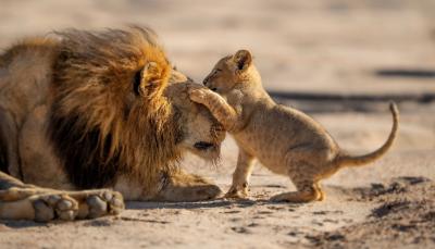 A lion father and his cub in 'Parenthood'