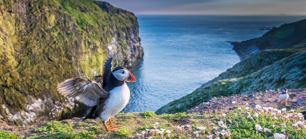 A still from 'Wild Isles' puffin-centric first episode