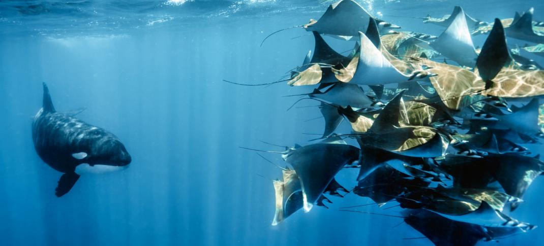 A school of sting ray versus a whale in 'Planet Earth III'