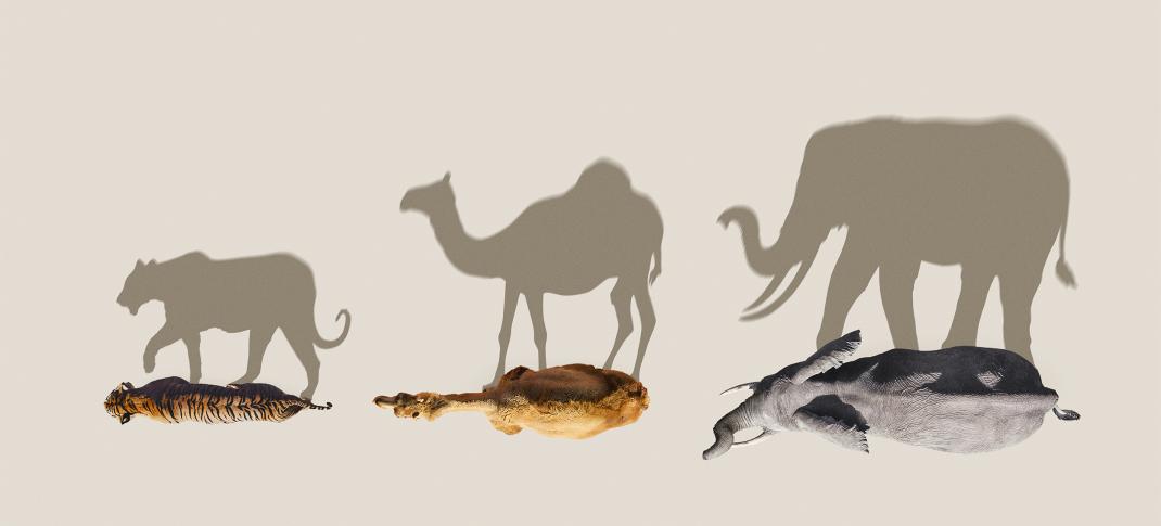 Tigers and Camels and Elephant Shadows oh my in the 'Mammals' key art