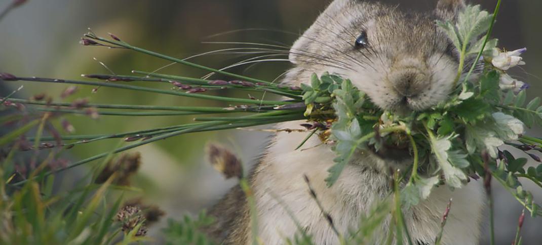 Collared pika gathering food, Kluane National Park, Canada in 'Mammals'