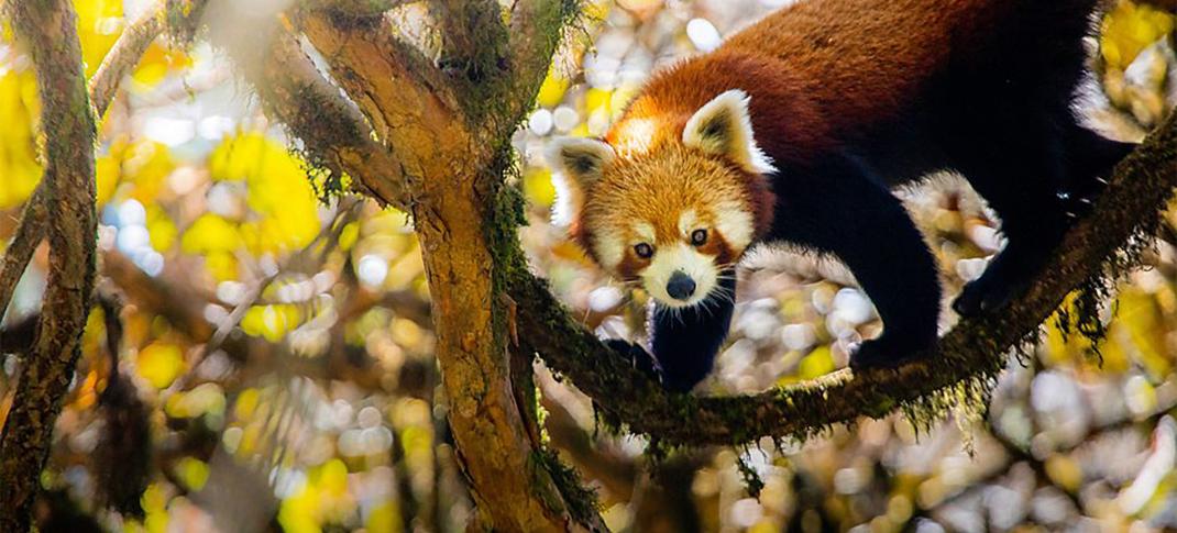 A red panda in a tree from David Attenborough's 'Asia'