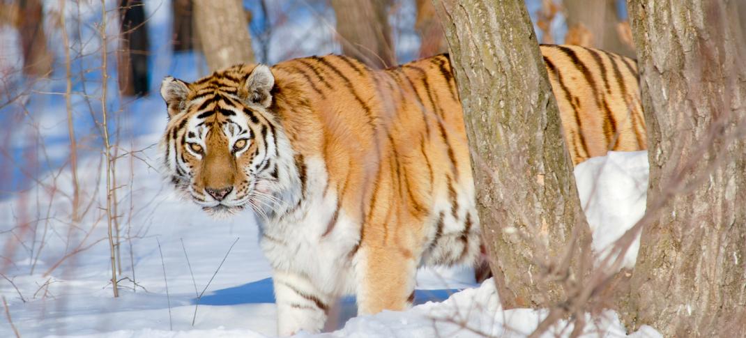 A tiger in BBC America's "Asia"