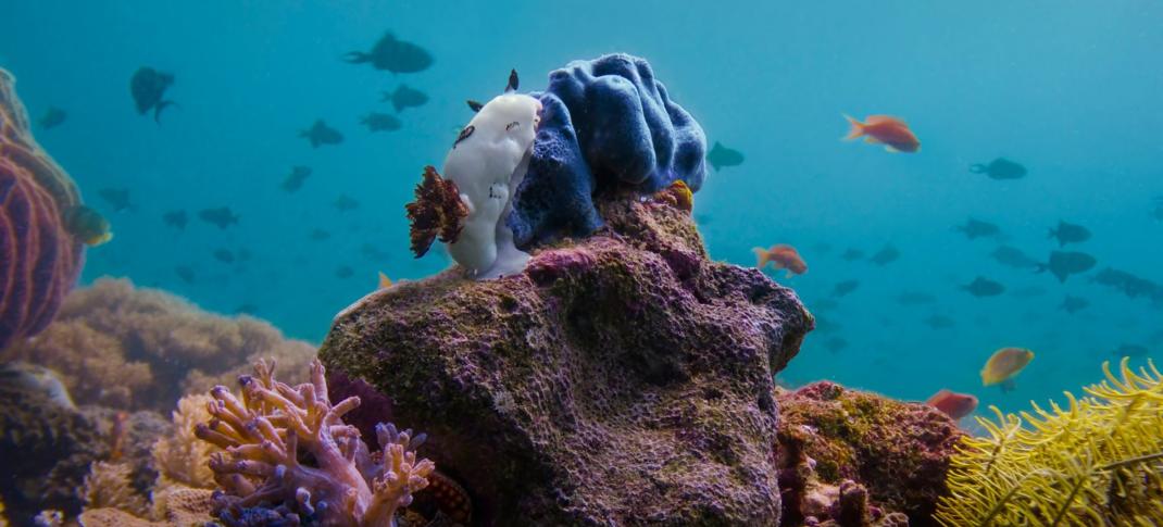 A Sea Bunny eating a blue sponge to assimilate its poison in 'Asia'