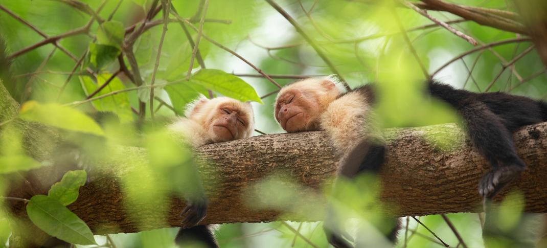 Chimps napping in 'The Secret Lives Of Animals' Season 1