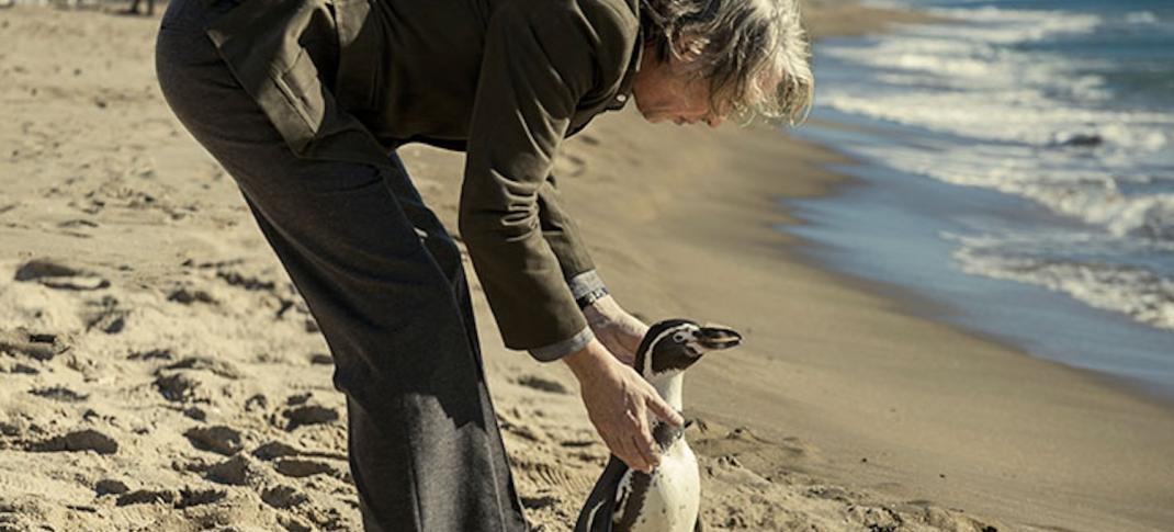 Steve Coogan and a small feathered friend in "The Penguin Lessons"