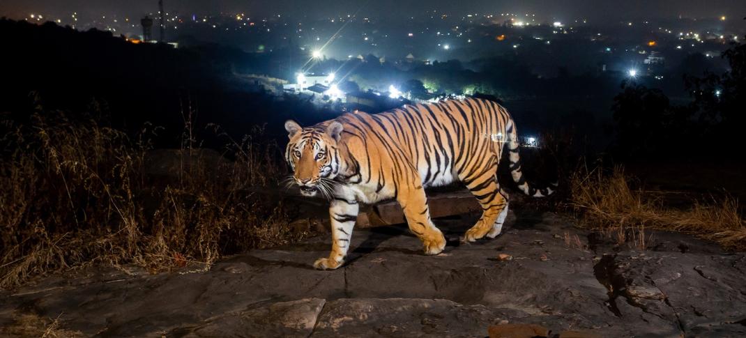 Picture shows: A tiger on the outskirts of a city