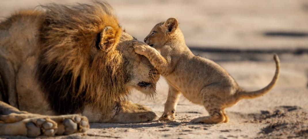 A lion father and his cub in 'Parenthood'