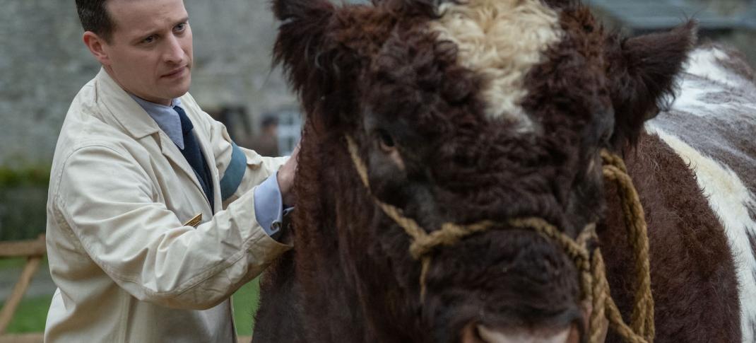 James Herriot (Nicholas Ralph) examines Clive the bull. Credit: Courtesy of © Playground Television UK Ltd & all3media international